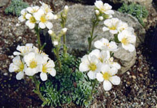 Saxifraga scardica